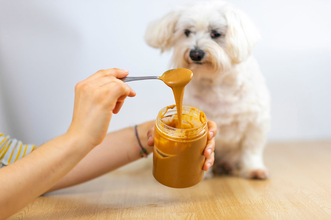 犬にピーナッツバターを与えても大丈夫?