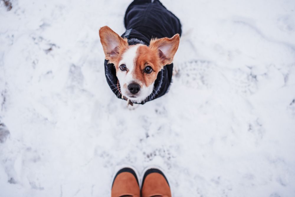 犬と一緒に冬を満喫!雪遊びの楽しみ方と注意点