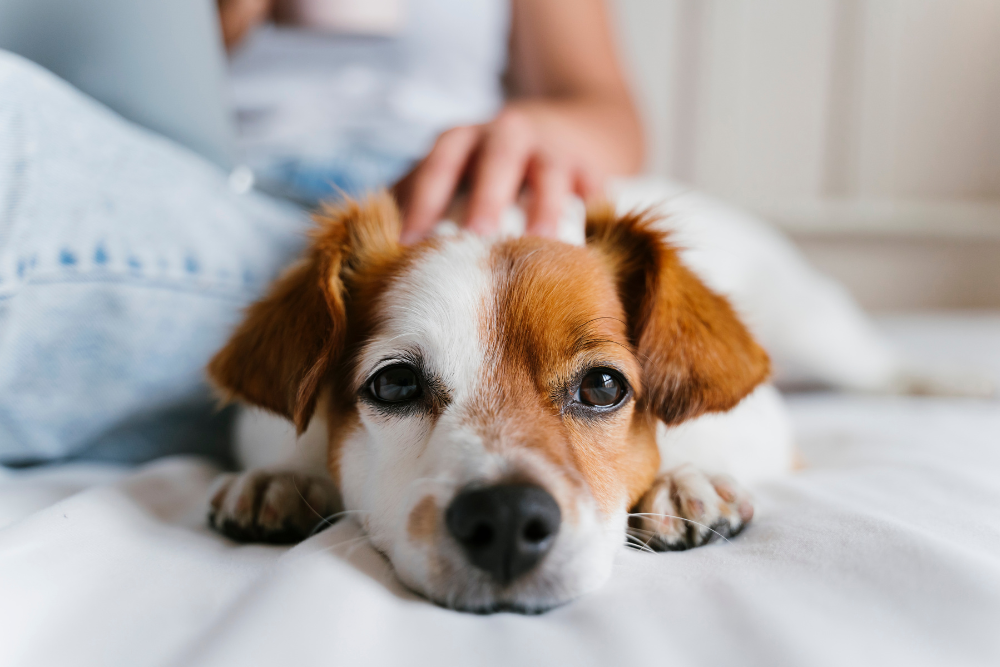 犬が安心して留守番できる環境作りと躾の方法