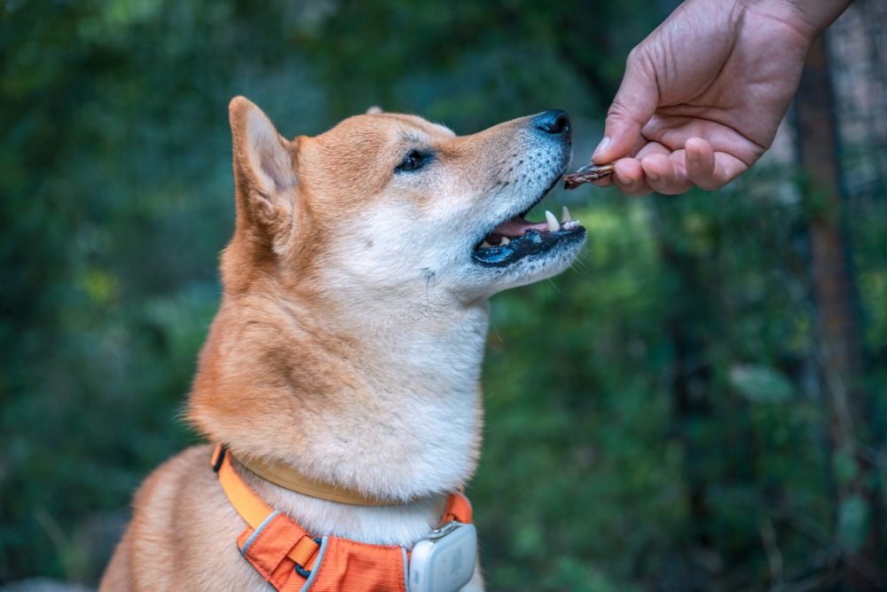 犬のおやつはどれくらいが適量?健康的なおやつの選び方