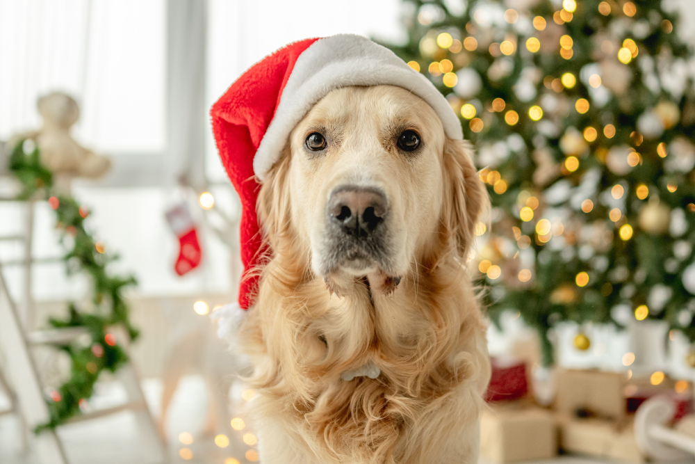 冬におすすめ!犬がよろこぶ健康的なおやつ10選
