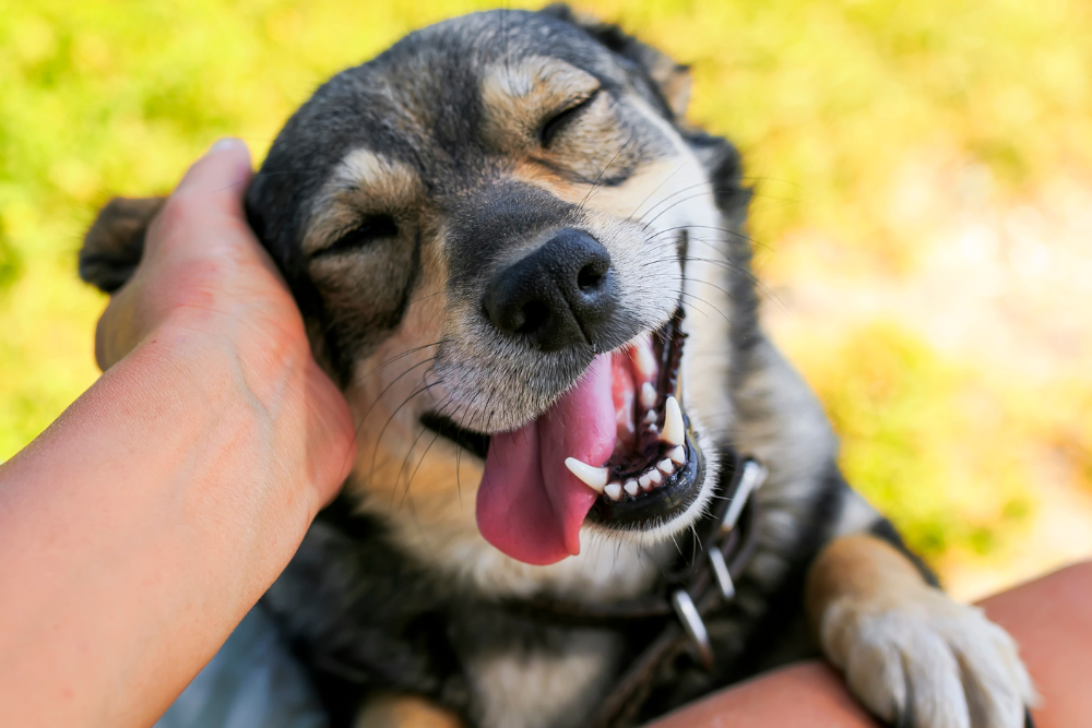 犬の腸内環境を整える食事とサプリメント