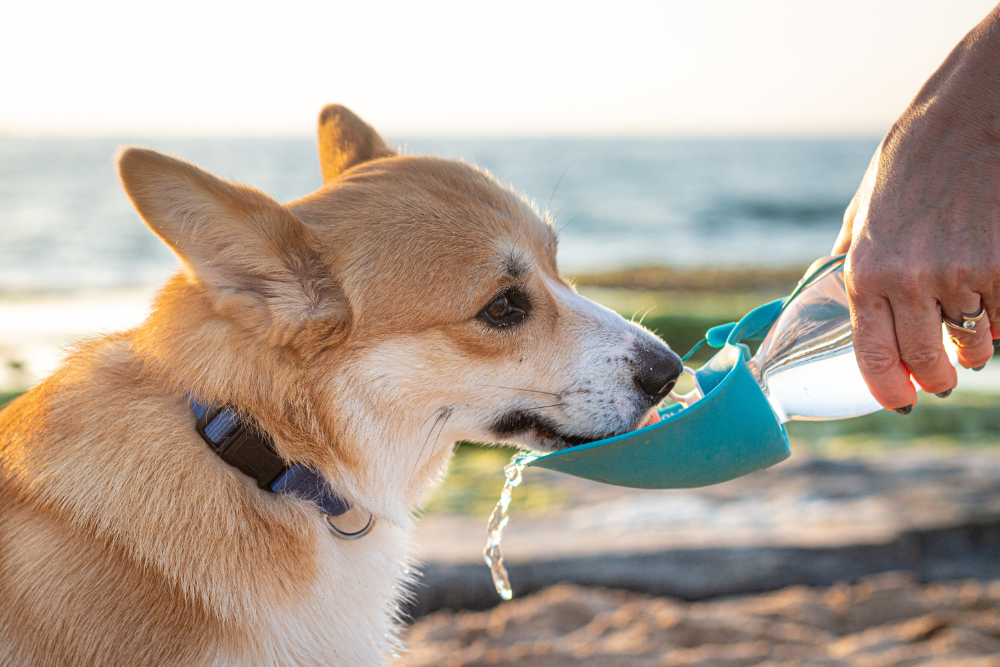 犬の水分補給と健康:水分が豊富な食材と飲み水の管理