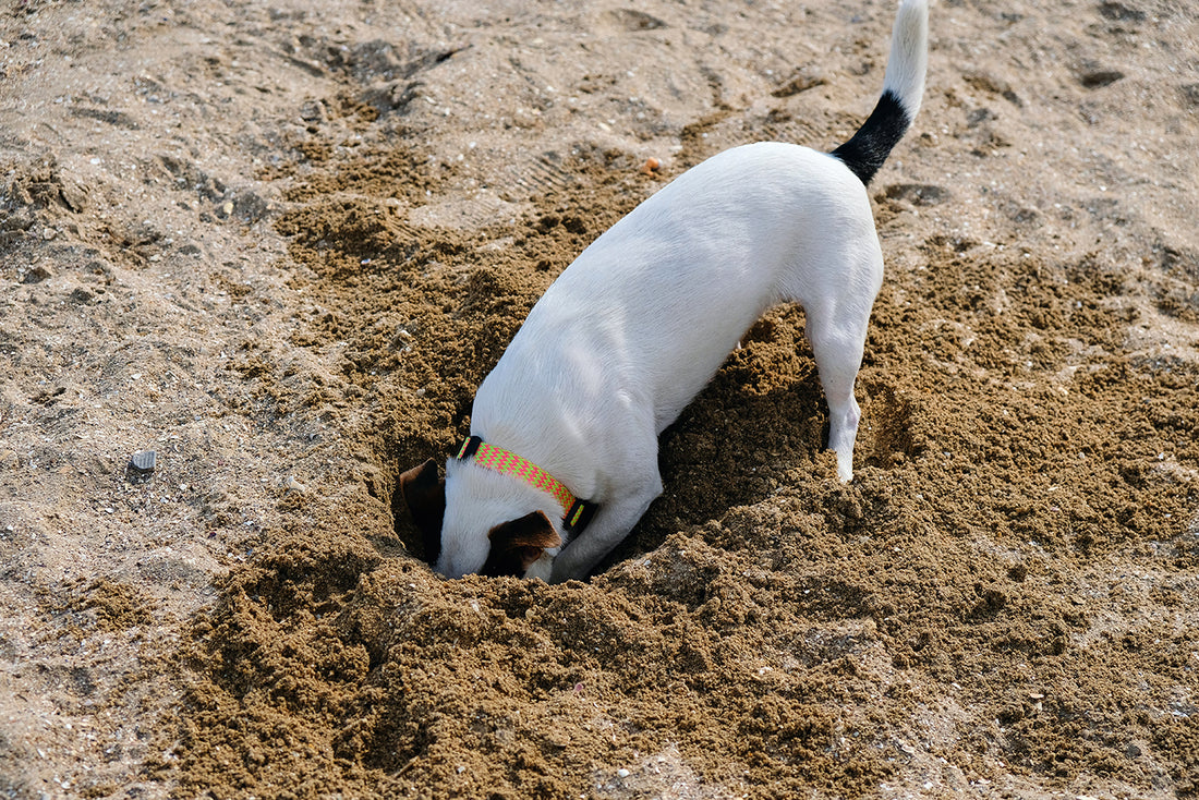 犬が穴掘りをするのはなぜ?注意が必要な穴掘りも解説