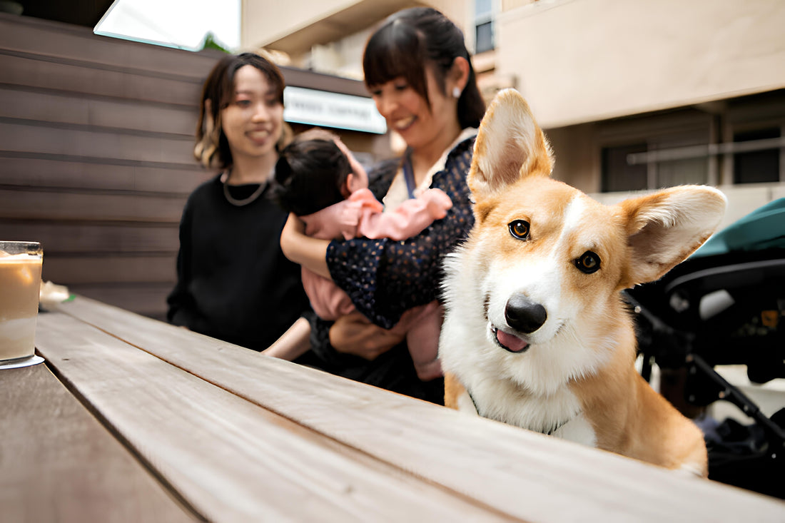 渋谷のドッグカフェ5選|マナー・持ち物・探し方も紹介