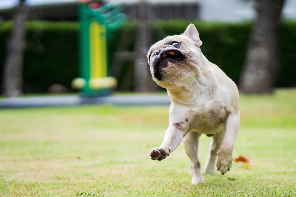 犬が急に走り回るのはなぜ?『ズーミーズ』の秘密