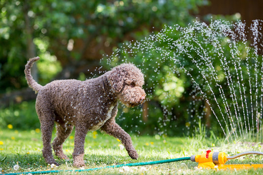夏の終わりに愛犬と楽しむ!アウトドアアクティビティで思い出づくり