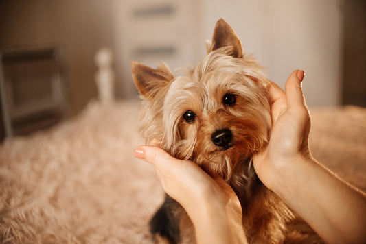 犬が首をかしげるのはなぜ?理由と注意したいケースを解説