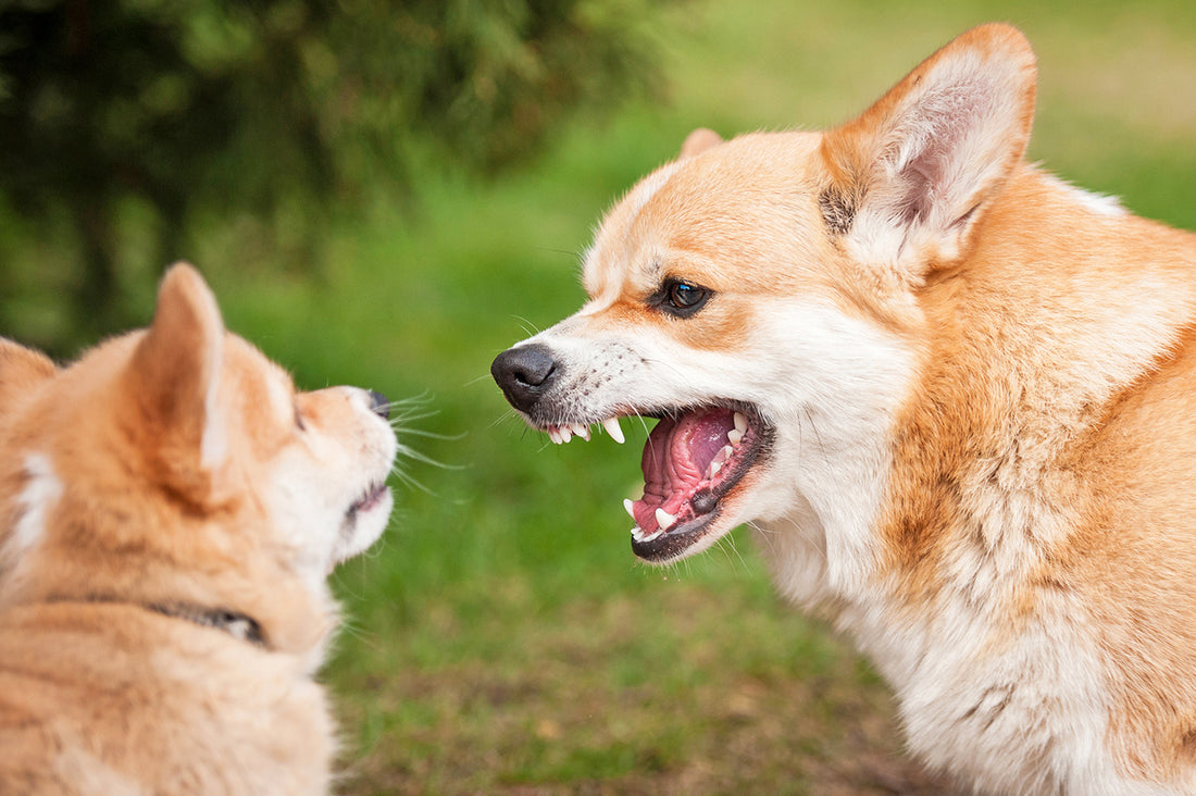 食器やおもちゃ、寝床に触ると犬が怒る!原因と対処法を解説