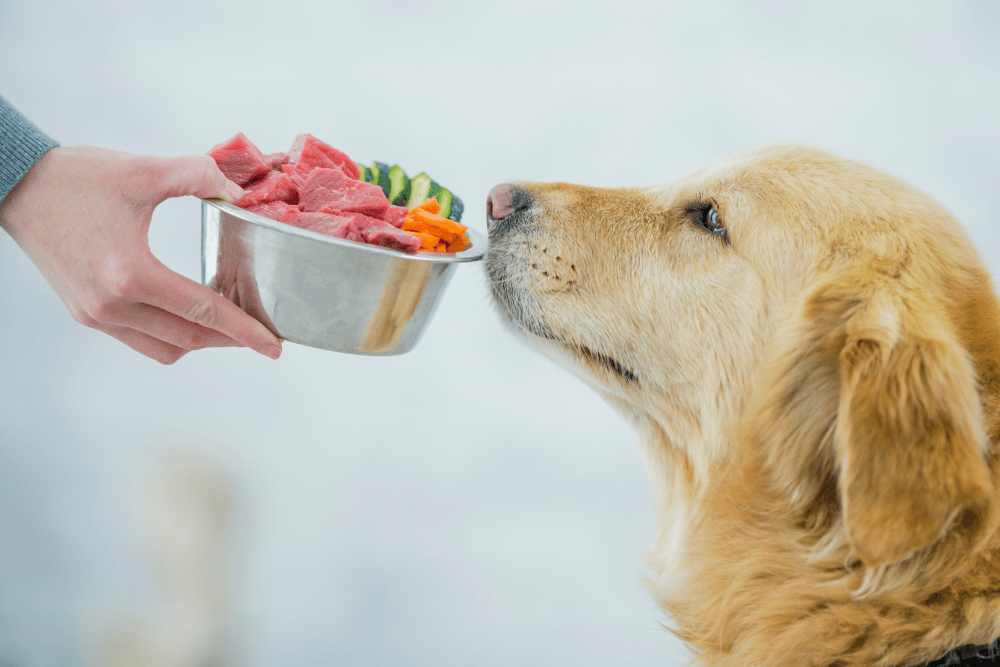 犬が便秘のときに役立つ食事と繊維の取り方