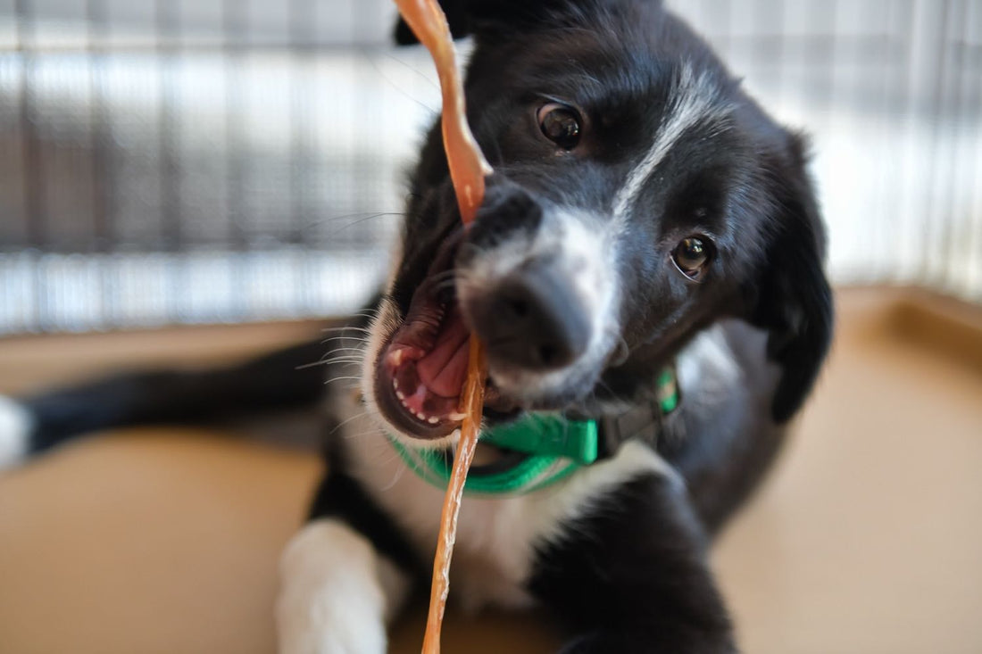 犬 アキレス 噛む
