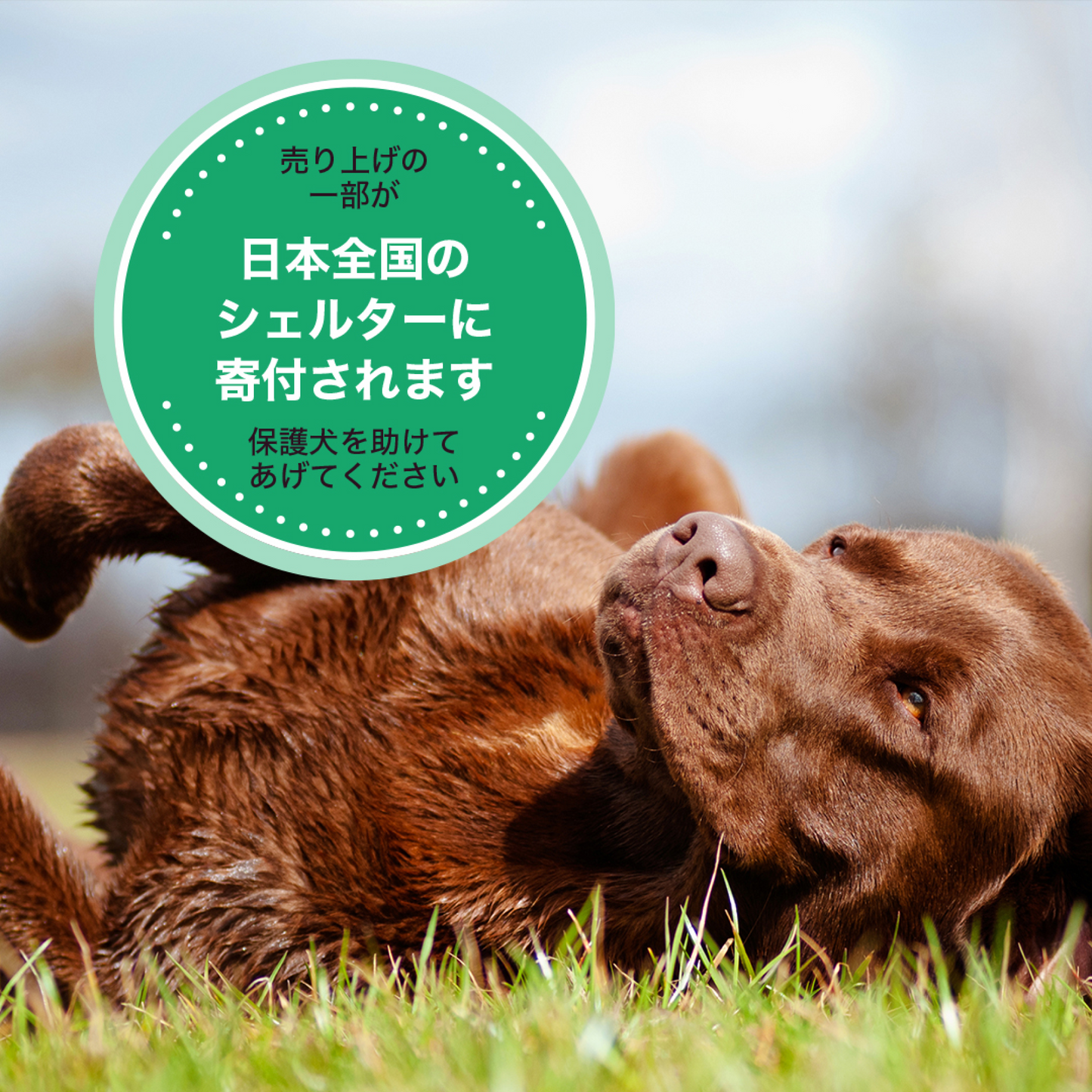 GoDoggy ビーフウィーサンドスティック(S)3本入り10cm