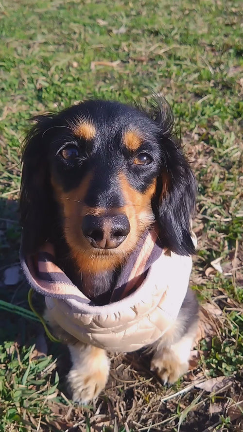 Translation missing: ja.block.video.load_video