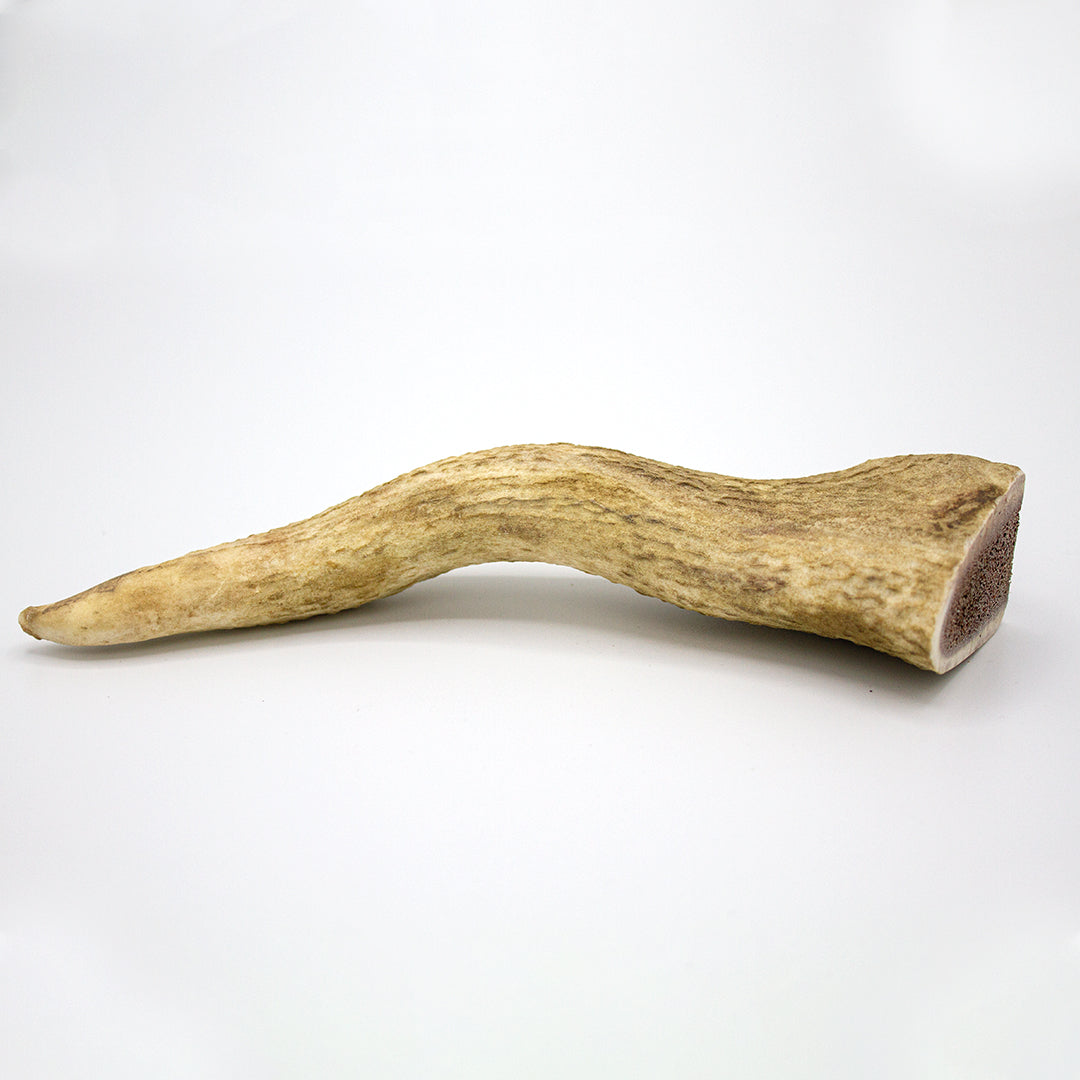 GoDoggy 鹿の角 Lサイズ 20cm ポーランド産