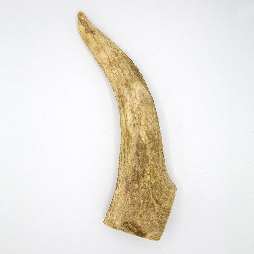 GoDoggy 鹿の角 Lサイズ 20cm ポーランド産