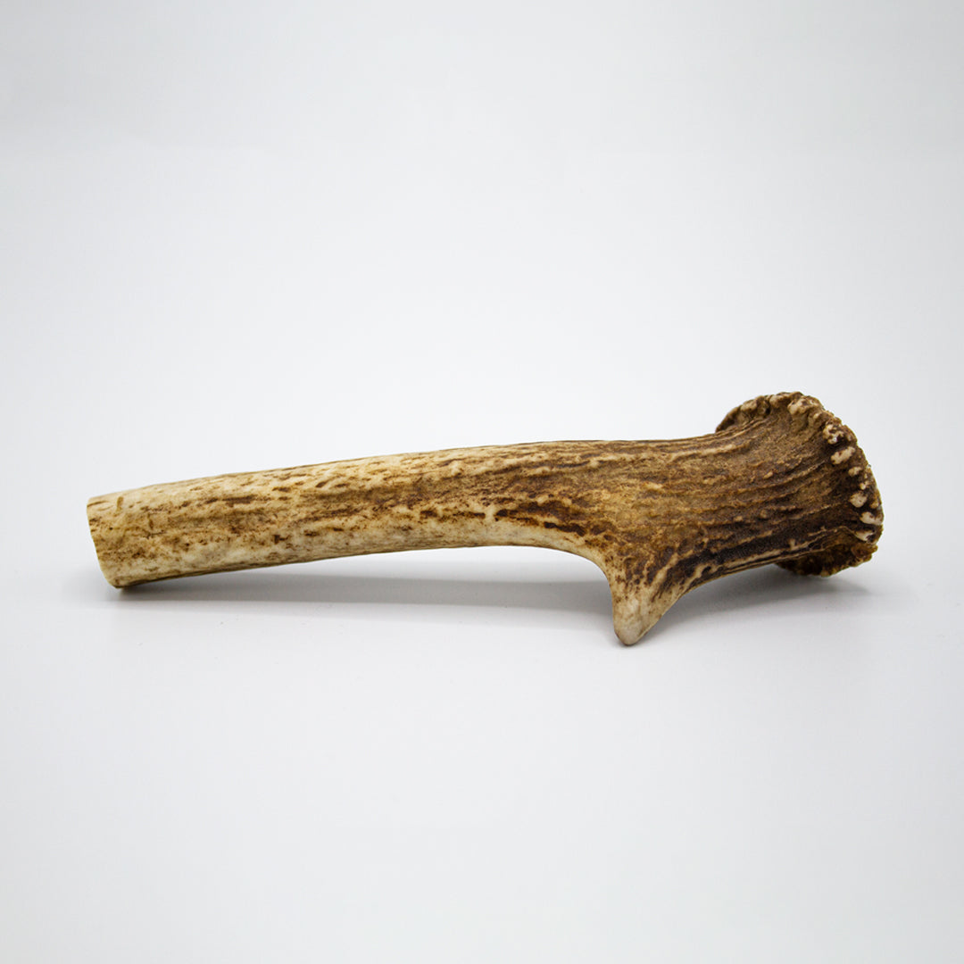 GoDoggy 鹿の角 Sサイズ 10cm ポーランド産