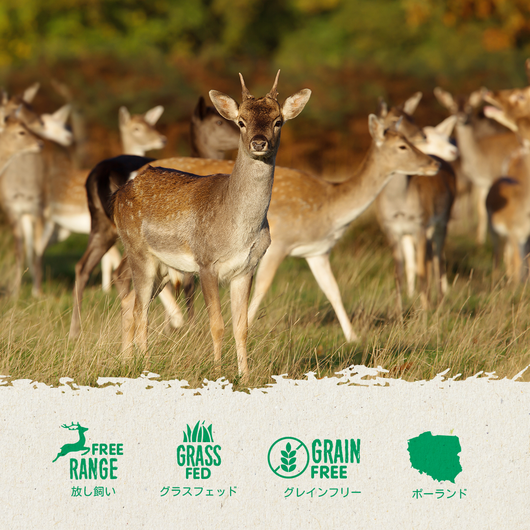 GoDoggy 鹿の角 Sサイズ 10cm ポーランド産