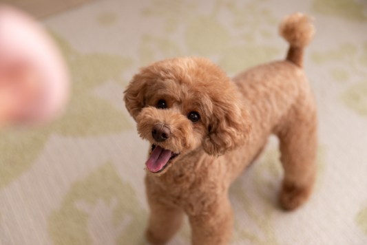 日本の人気犬種第1位！トイプードルの体重管理
