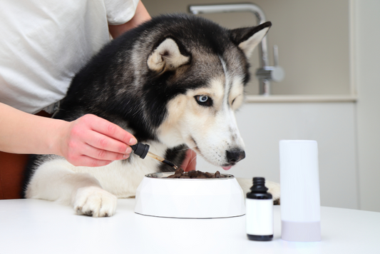 犬の関節によい食事やおやつとサプリメントの選び方
