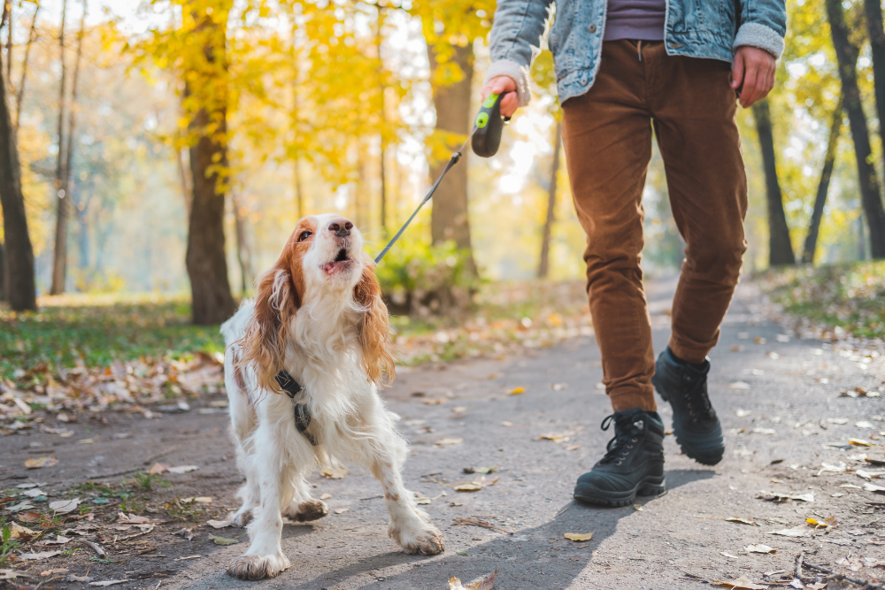 吠え癖を直す方法：犬の無駄吠えを防ぐトレーニング