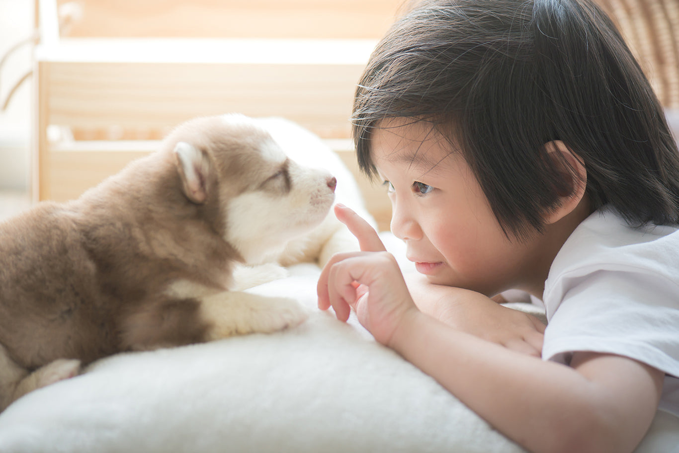 シベリアンハスキーの子犬と遊ぶかわいいアジアの子供
