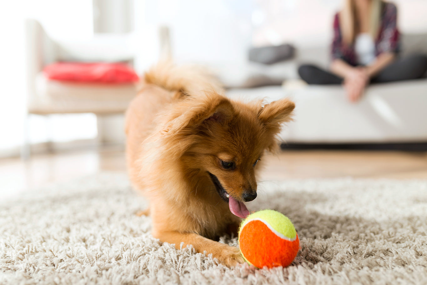家でボールで遊ぶ犬