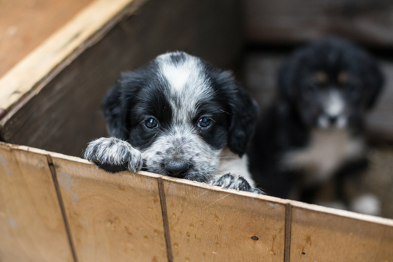 成犬の保護犬を懐かせたい！迎えるときの心構えや注意点