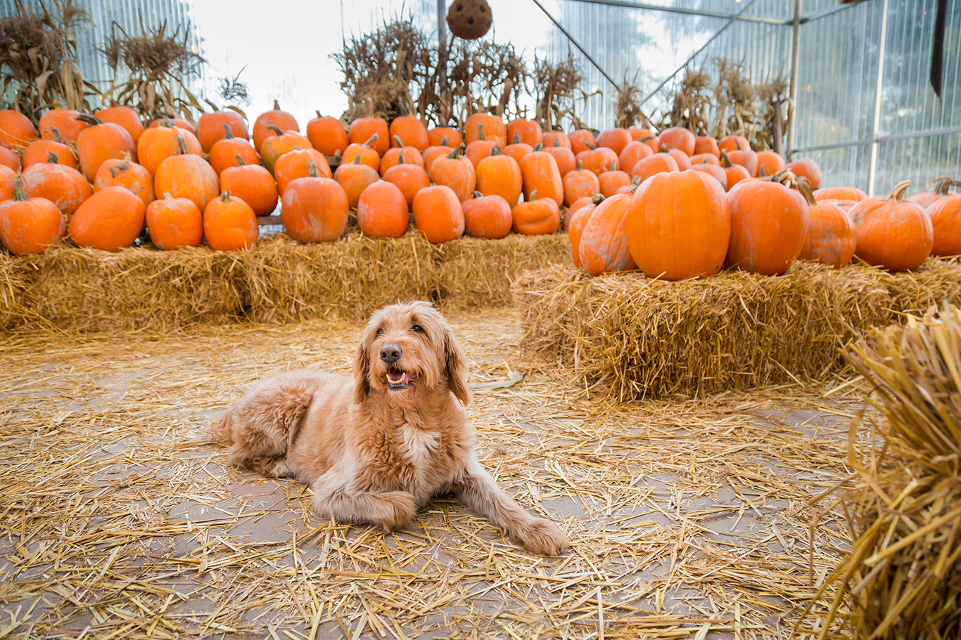 農場のカボチャの束の前に座っているかわいいゴールデンラブラドゥードル犬。