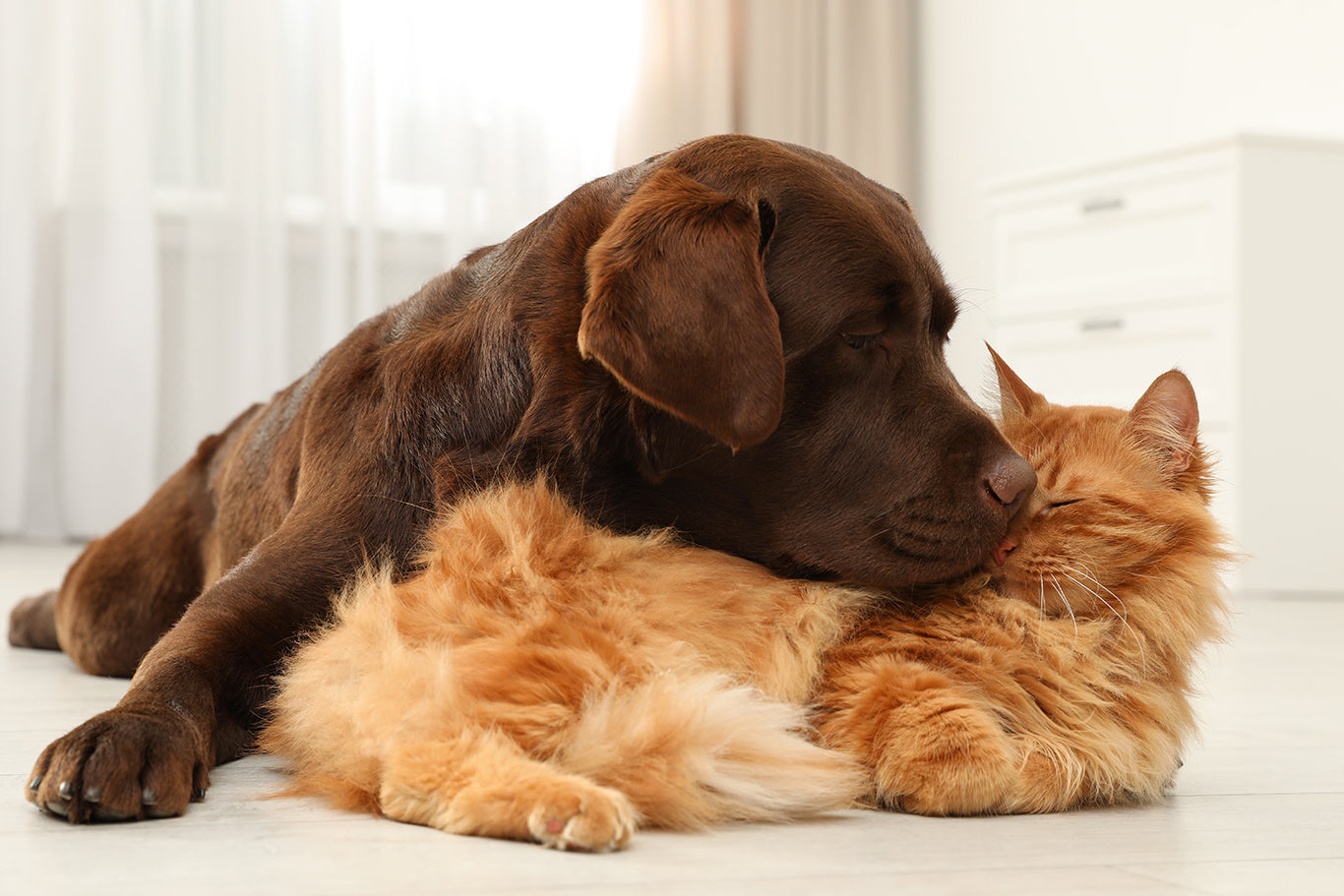 屋内の床で猫と犬が一緒に。 ふわふわの友達