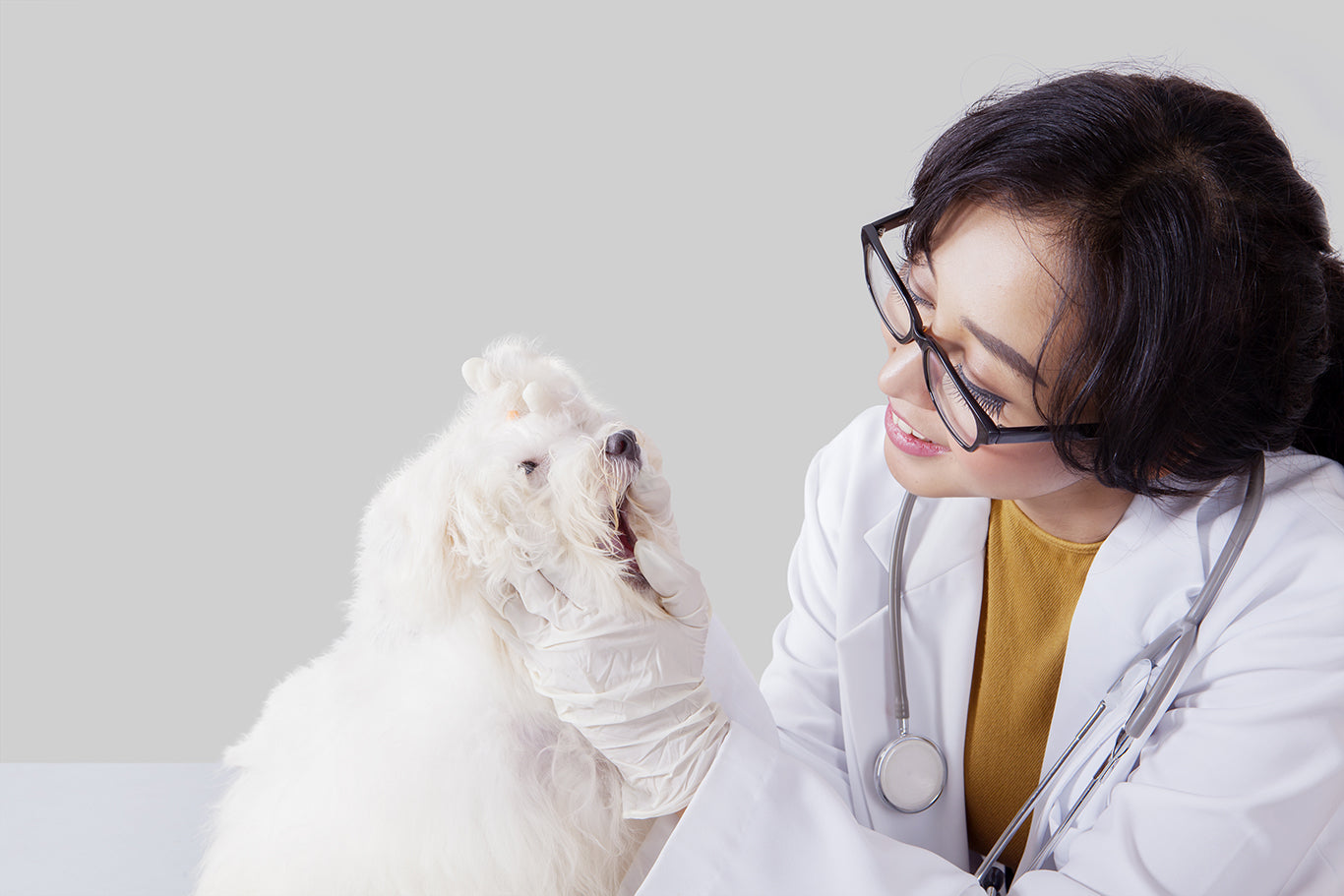 犬の歯を調べる獣医