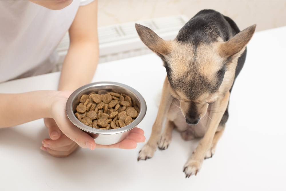 犬の食欲が落ちた時に試したい食事方法と工夫
