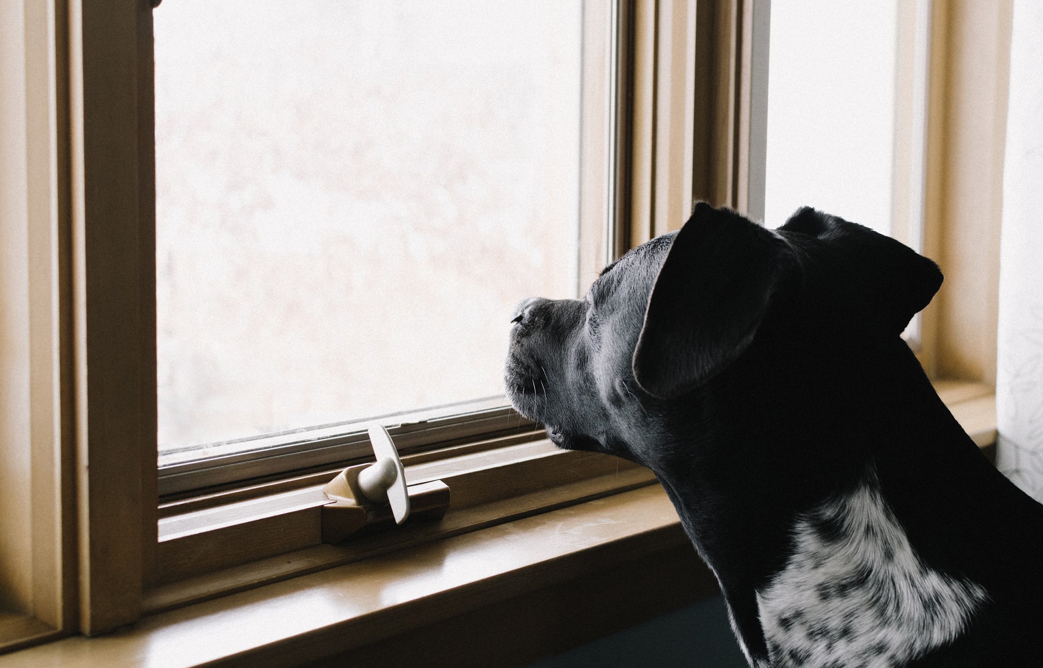 犬　窓　寂しい