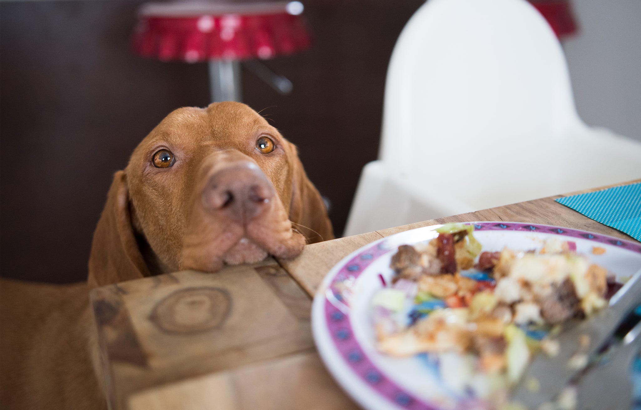 犬　食べ物　食卓